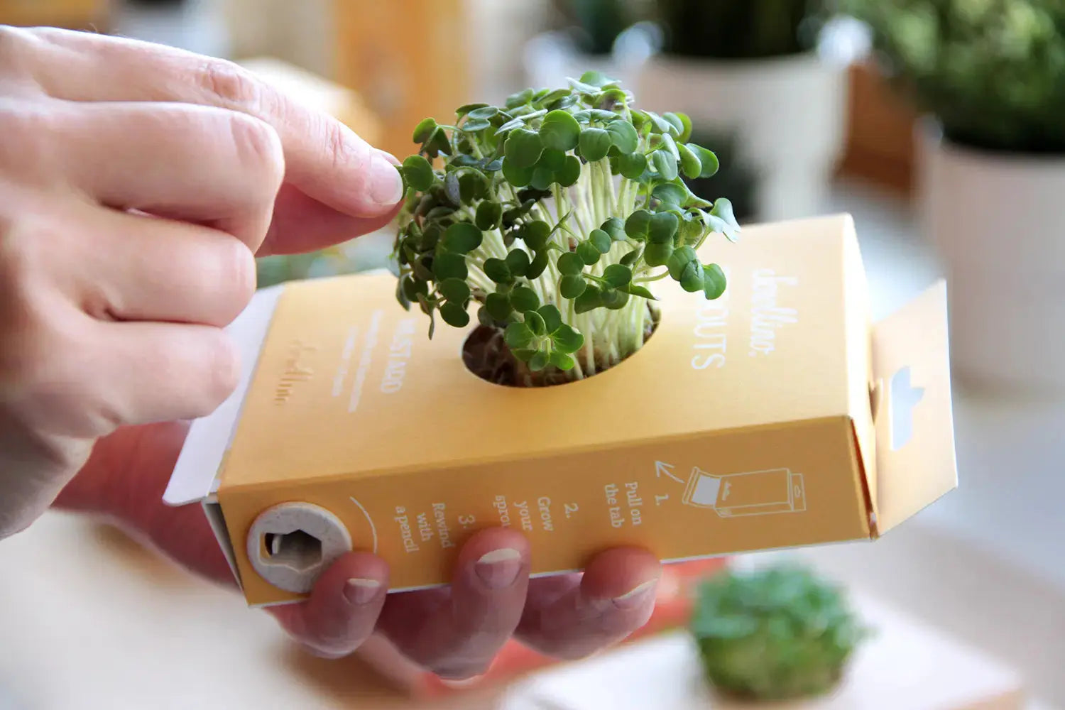 Scrollino Sprouts - Mustard Plant Gardening Kit, Indoor Gardening  Scrollino   