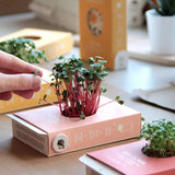 Scrollino Sprouts - Radish Plant Gardening Kit  Scrollino   